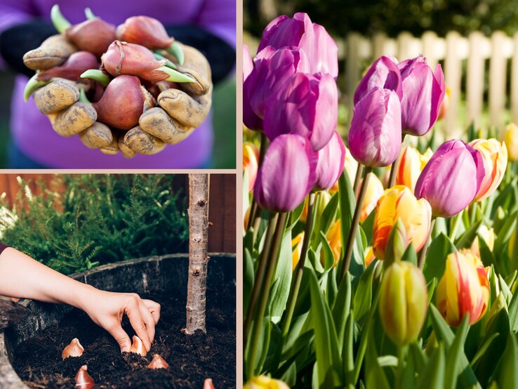 Tulpenzwiebeln pflanzen