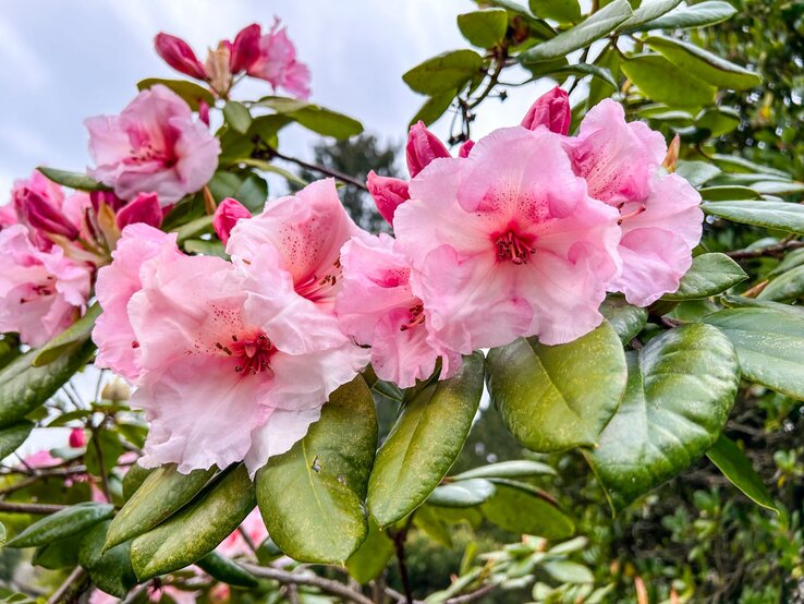 Zartrosa blühende Rhododendronblüten mit kräftig pinken Akzenten und grünen Blättern vor einem bewölkten Himmel.