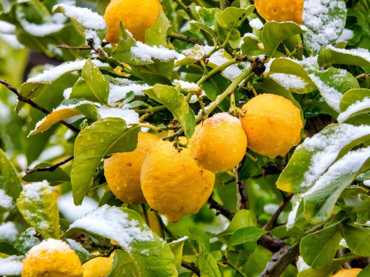 Gelbe, reife Zitronen hängen an grünem Laub, teils mit glitzerndem Schnee bedeckt, unter bewölktem Himmel in einem winterlichen Obstgarten.