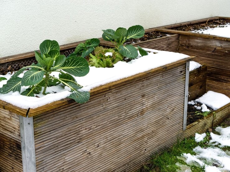 Schnee bedeckt die Holzränder eines Hochbeets mit Kohl- und Salatpflanzen, daneben grüne Wiese und Rückwand aus weißem Putz.