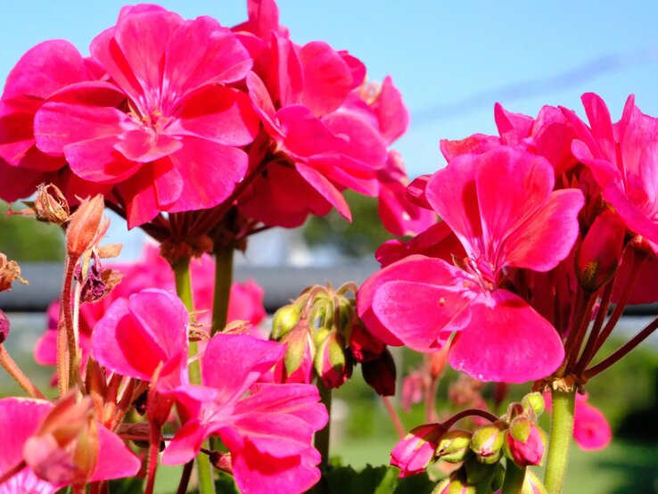 Kräftig pink blühende Geranien erstrahlen in der Sommersonne, umrahmt von Knospen und grünem Laub vor einem klaren blauen Himmel.