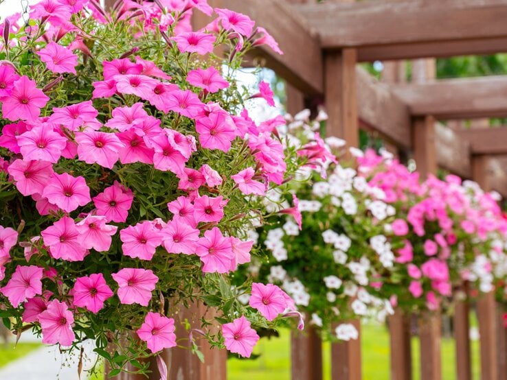 Üppig blühende pinke und weiße Petunien hängen in Blumenkästen an einer hölzernen Pergola vor grünem Gartenhintergrund.