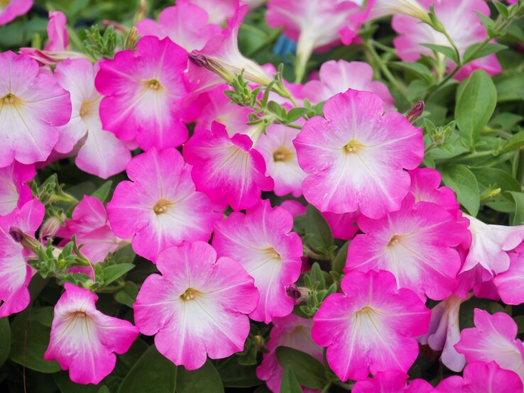 Leuchtend pinke Petunienblüten mit weißem Zentrum blühen dicht aneinander, umgeben von frischem, saftigem Grün. | © Shutterstock/Yui Yuize