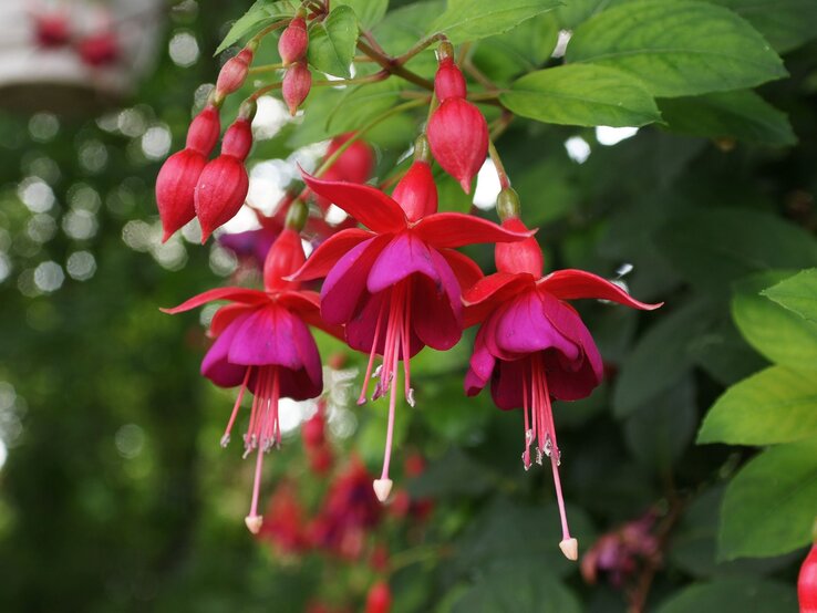 Nahaufnahme von rot-pinken Fuchsienblüten mit glockenförmigen Kelchen vor einem unscharfen, sommerlich grünen Blätterhintergrund. | © Shutterstock/Tohuwabohu 1976
