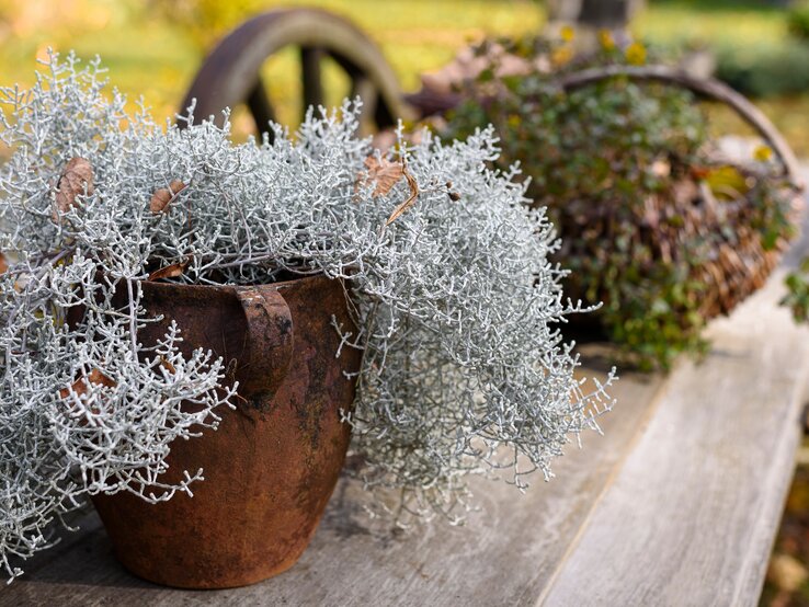 Stacheldraht Pflanze Pflegen Detailaufnahme von filigraner Stacheldrahtpflanze in rostigem Gefäß, arrangiert auf wettergegerbtem Holztisch in herbstlicher Gartenszene.