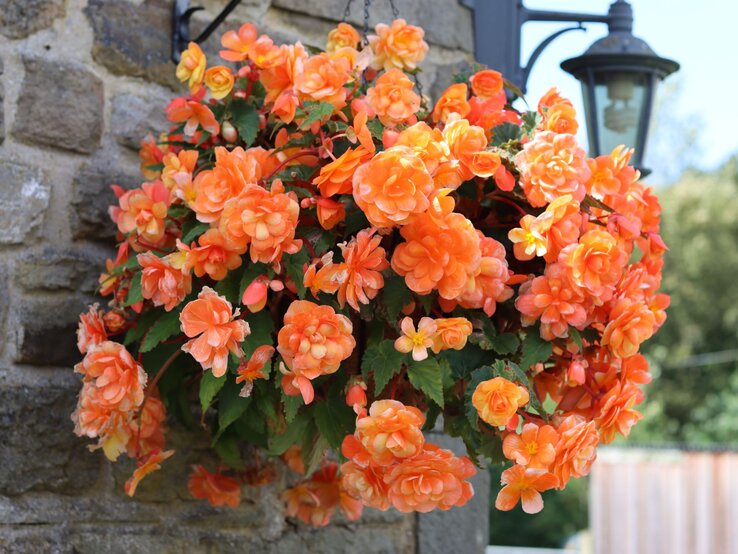 Ein Kasten leuchtend orangefarbener Begonien hängt an einer Steinmauer, daneben eine klassische Laterne vor blauem Himmel. | © Shutterstock/Francesca Leslie
