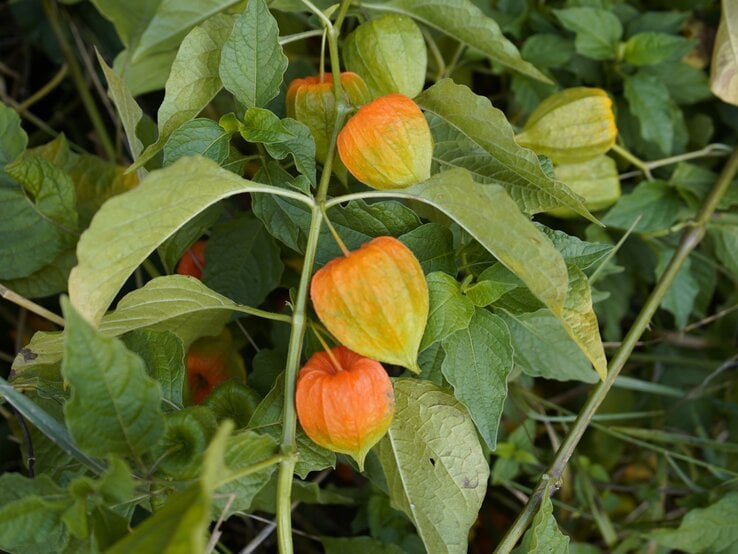 Physalis überwintern Leuchtend orange Lampionblumen mit zart grünen Blättern wachsen dicht aneinander inmitten eines natürlichen Grüns.