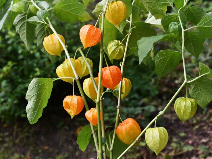 Ast mit gelb-grünen und orangefarbenen Lampionblüten der Physalis-Pflanze vor verschwommenem, grün bewachsenem Gartenhintergrund. | © Shutterstock/Andrey_Nikitin