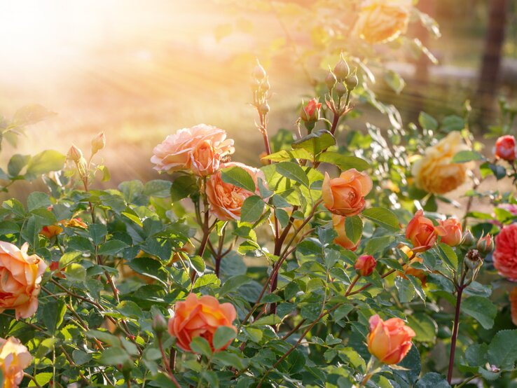 Strahlender Rosengarten mit orangefarbenen, voll erblühten Rosen und Knospen im warmen Licht der Abendsonne vor grünem Blättermeer.