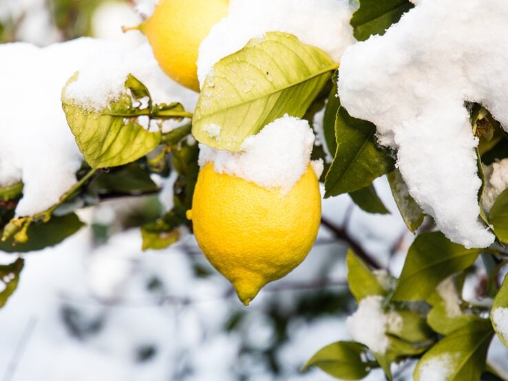 Eine leuchtend gelbe Zitrone hängt an einem Zweig mit grünen Blättern, von denen Schnee liegt, vor unscharfem winterlichem Hintergrund.
