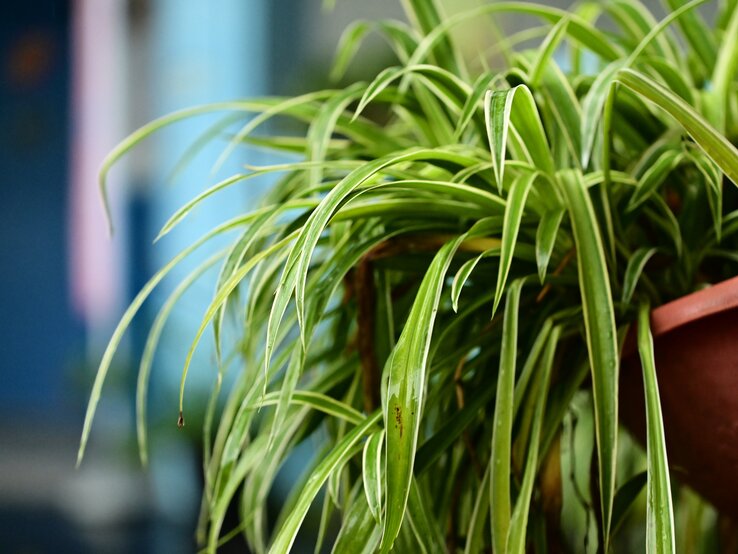 Hängende grüne Blätter einer Zimmerpflanze mit weiß gestreiften Spitzen vor einem bläulichen unscharfen Hintergrund im Tageslicht.