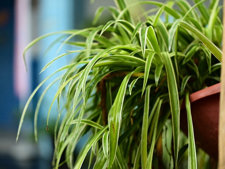 Hängende grüne Blätter einer Zimmerpflanze mit weiß gestreiften Spitzen vor einem bläulichen unscharfen Hintergrund im Tageslicht.