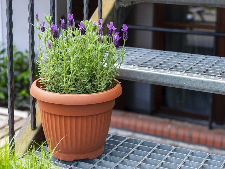 Tontopf mit blühendem Lavendel auf einer Metalltreppe, im Hintergrund ein Fenster und grüne Pflanzen. | © Shutterstock/IMG Stock Studio