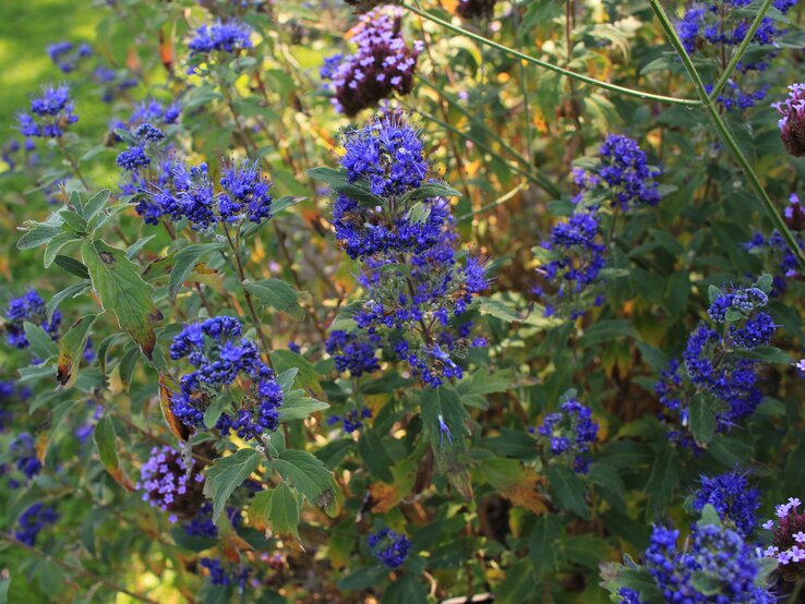 Bartblume Pflanzen gegen Herbstblues | © Adobe Stock/ RukiMedia Blühender Strauch mit leuchtend violett-blauen und zart rosa Blüten inmitten von grünem Laub an einem sonnigen Sommertag. | © Adobe Stock/ RukiMedia