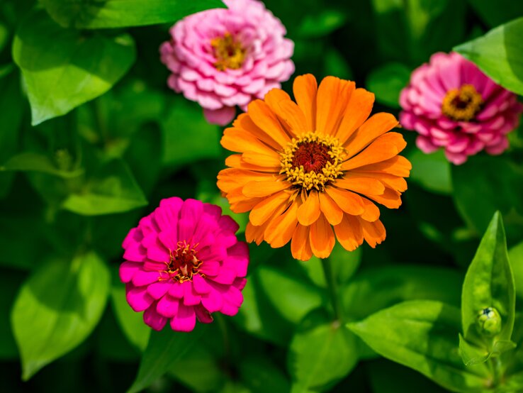 Zinnie Pflanzen gegen Herbstblues | © Adobe Stock/ Oleksandr Eine leuchtend orange, pinke und rosafarbene Zinnie blühen strahlend vor tiefgrünem Hintergrund mit Blattwerk. | © Adobe Stock/ Oleksandr