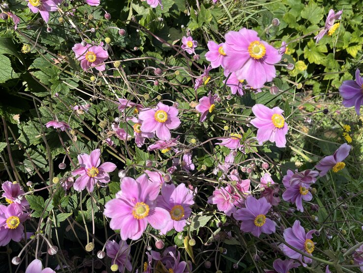 Herbstaster Pflanzen gegen Herbstblues | © BILD der FRAU/ Kaja Wundersitz Nahaufnahme von üppigen rosa Herbstastern vor dunkelgrüner Laubkulisse, beleuchtet vom warmen Sonnenlicht eines klaren Tages. | © BILD der FRAU/ Kaja Wundersitz