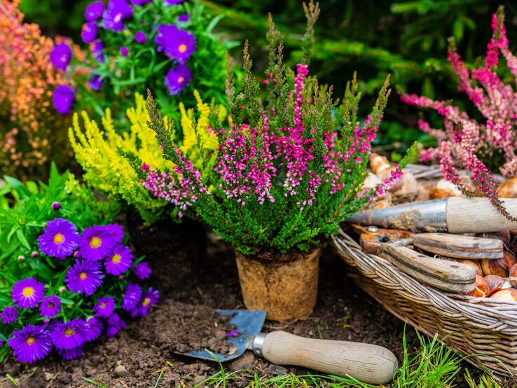 Bunte Herbstblumen wie Erika und Astern stehen neben einer Pflanzkelle und einem Korb voller Blumenzwiebeln auf frischer Erde.