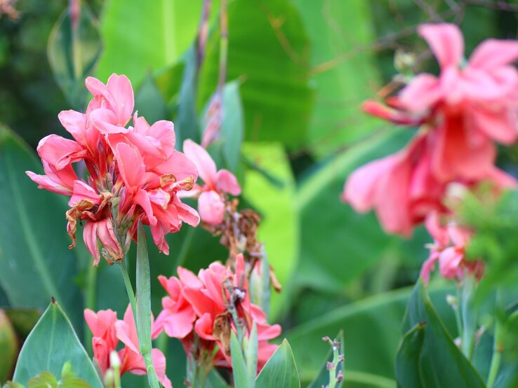 Nahaufnahme von rosa Blüten an hohen Stängeln mit grünen Blättern im Hintergrund an einem sonnigen Tag im Garten. | © Shutterstock/Chira Jangjan