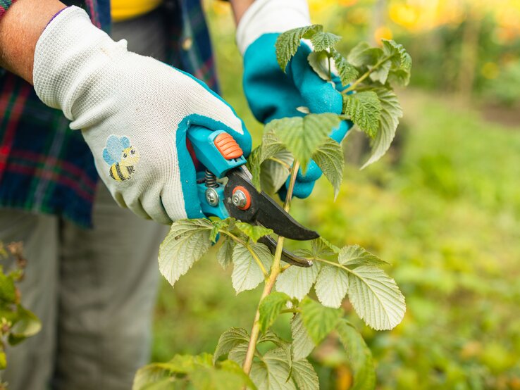 Eine Gärtnerin schneidet einen Himbeerstrauch mit einer Gartenschere.