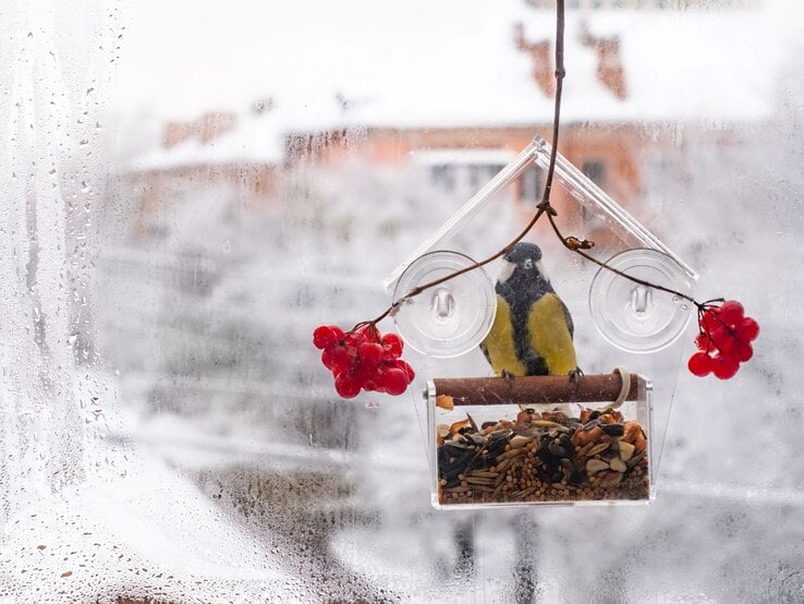 Eine Kohlmeise sitzt in einem transparenten Vogelhaus an einem frostigen Fenster mit roten Beeren im verschneiten Hintergrund.