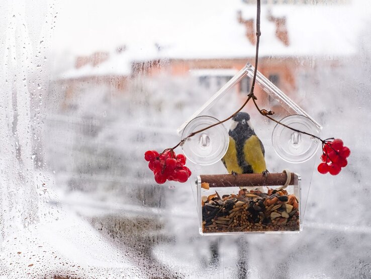 Eine Kohlmeise sitzt in einem transparenten Vogelhaus an einem frostigen Fenster mit roten Beeren im verschneiten Hintergrund.
