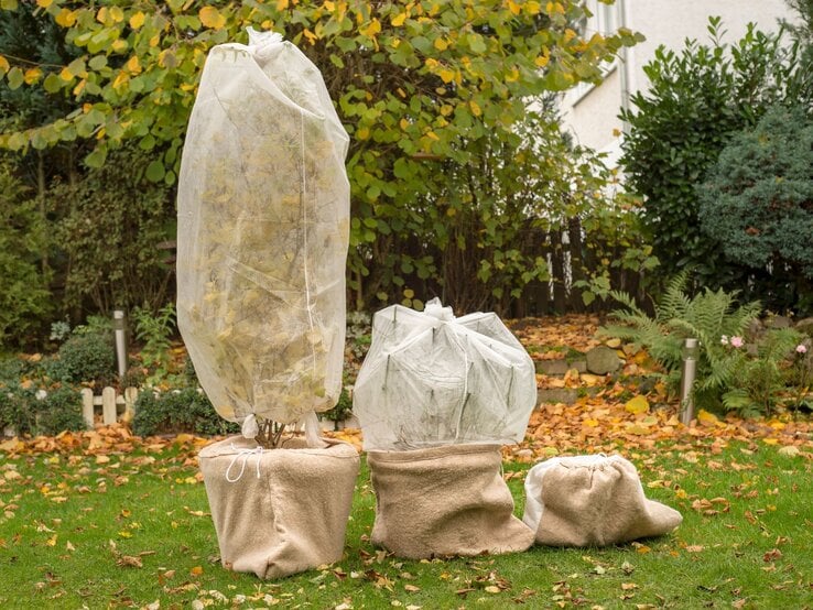 Drei junge bepflanzte Kübel in Jutesäcken, mit Vlies vor Kälte geschützt, stehen auf herbstlichem Rasen vor dichter Gartenbepflanzung.