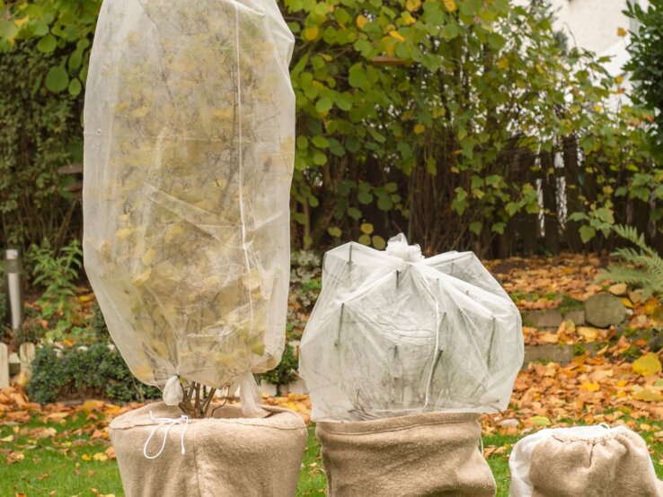 Drei junge bepflanzte Kübel in Jutesäcken, mit Vlies vor Kälte geschützt, stehen auf herbstlichem Rasen vor dichter Gartenbepflanzung.