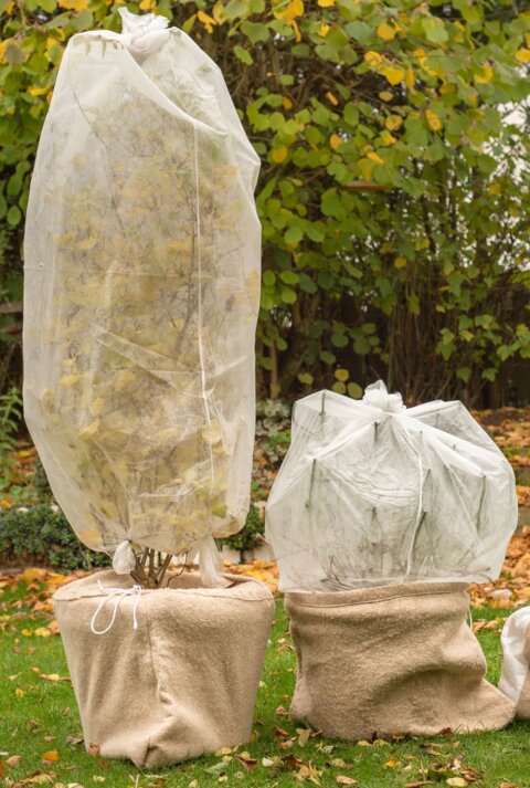 Drei junge bepflanzte Kübel in Jutesäcken, mit Vlies vor Kälte geschützt, stehen auf herbstlichem Rasen vor dichter Gartenbepflanzung.