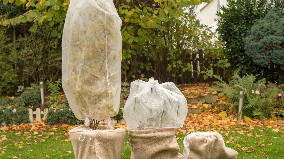 Drei junge bepflanzte Kübel in Jutesäcken, mit Vlies vor Kälte geschützt, stehen auf herbstlichem Rasen vor dichter Gartenbepflanzung.