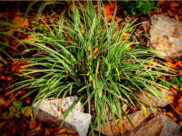 Wintergrüne Gräser Wintergrüne Segge in Herbstbeet