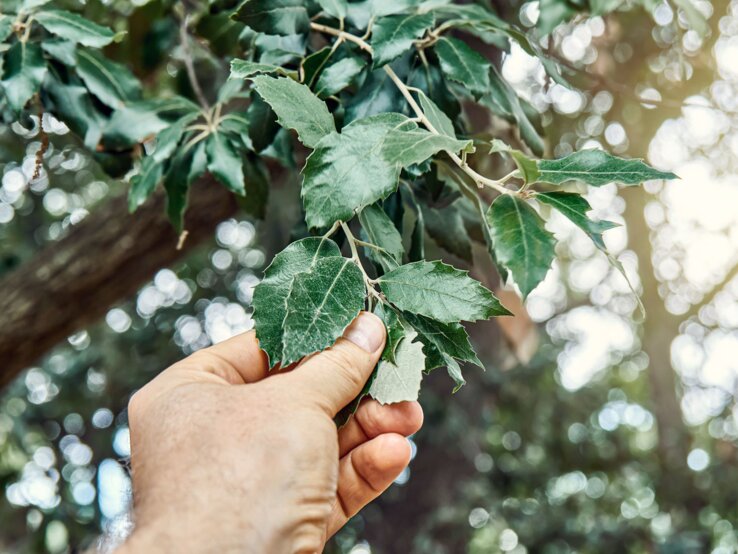 Wintergrüner Baum: Steineiche Hand hält Blätter von Steineiche
