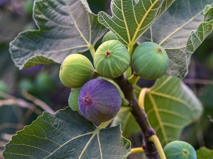 Nahaufnahme von einem Feigenbaum mit sattgrünen Blättern und einer Mischung aus unreifen grünen und reifen violetten Feigen.