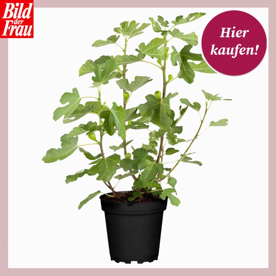 Junge Feigenpflanze mit grünen Blättern und kleinen Früchten wächst üppig aus einem schwarzen Blumentopf vor weißem Hintergrund. | © Collage: Mein schöner Garten Shop/ BILD der FRAU