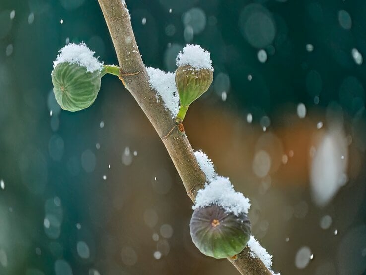 Ein schneebedeckter Feigenast trägt grüne Früchte, umgeben von einem frostigen, verschwommenen Winterhintergrund. | © Adobe Stock/ Uwe