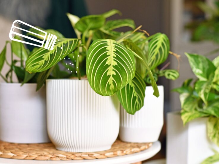 Tropische Zimmerpflanzen mit lebhaft gemustertem Blattwerk in modernen weißen Töpfen stehen auf einem runden Tisch mit natürlichem Akzent.