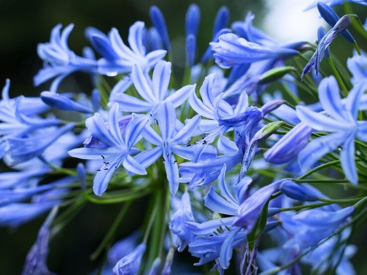 Schmucklilie Agapanthus überwintern Nahaufnahme strahlend blauer Agapanthus-Blüten vor dunklem Hintergrund, Tropfen schimmern auf den zarten Blütenblättern.