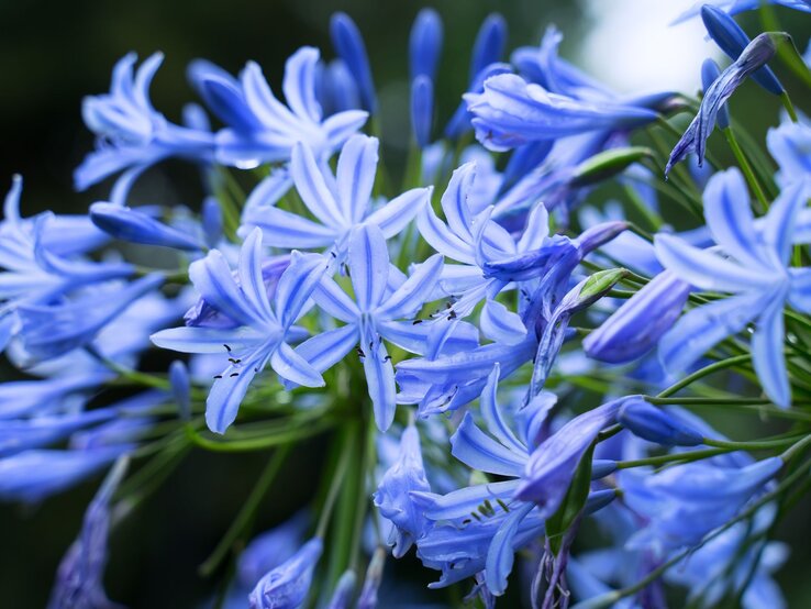 Schmucklilie Agapanthus überwintern Nahaufnahme strahlend blauer Agapanthus-Blüten vor dunklem Hintergrund, Tropfen schimmern auf den zarten Blütenblättern.