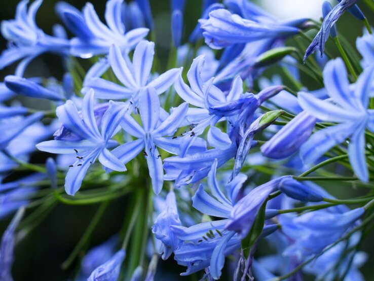Nahaufnahme strahlend blauer Agapanthus-Blüten vor dunklem Hintergrund, Tropfen schimmern auf den zarten Blütenblättern.