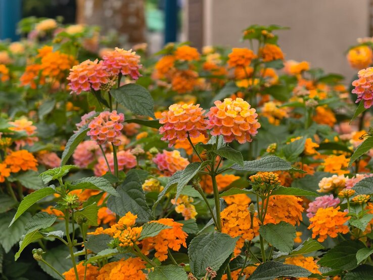 Wandelröschen überwintern Lebendige Nahaufnahme leuchtender oranger und rosa Blütendolden der Wandelröschen, umgeben von grünen Blättern vor unscharfem Hintergrund.