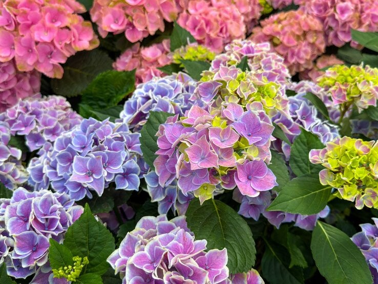 Hortensien umpflanzen Diese Gartenarbeit garantiert dir kräftig blühende Hortensien im nächsten Jahr.