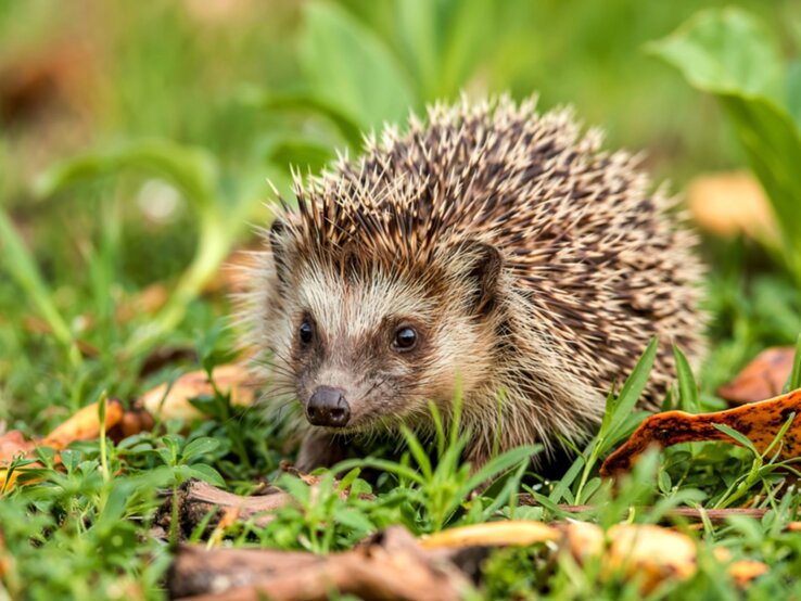 Igel, diese Gartenarbeiten vermeiden Nahaufnahme eines kleinen Igels mit braun-weißem Stachelkleid, aufmerksam schnuppernd in einer grünen Wiese mit Herbstlaub.