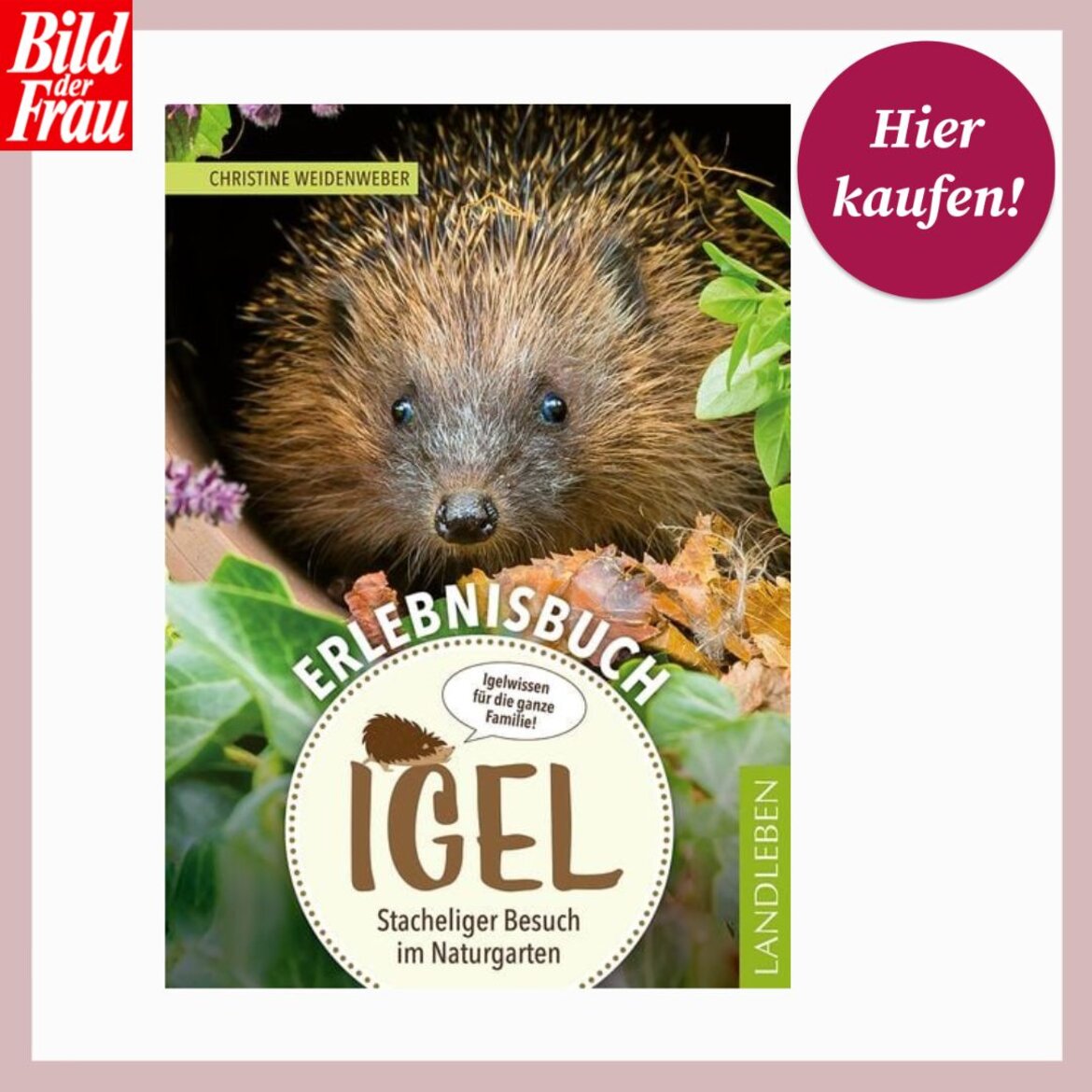 Ratgeber über Igel | © Thalia Cover eines Bücher-Ratgebers mit Igel-Gesicht, Blättern und farbigem Titel: „Erlebnisbuch Igel – Stacheliger Besuch im Naturgarten“. | © Thalia