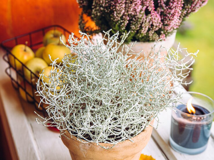 Ein Tontopf mit einer Stacheldrahtpflanze, daneben eine schwarze brennende Kerze, Äpfel in einem Drahtkorb und Heidekraut vor grünem Hintergrund.