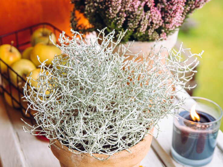 Ein Tontopf mit einer Stacheldrahtpflanze, daneben eine schwarze brennende Kerze, Äpfel in einem Drahtkorb und Heidekraut vor grünem Hintergrund.