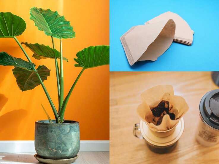 Dreiteilige Collage mit einer Zimmerpflanze, braunen Kaffeefiltern in Nahaufnahme und gebrühtem Kaffee in Filter und Tasse.