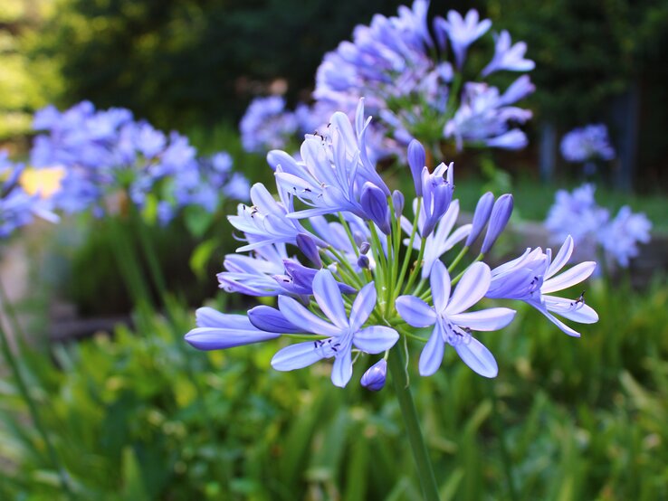 Nahansicht eleganter Agapanthus mit zart-violetten Blüten, umgeben von grünem Blattwerk im gartenähnlichen Umfeld. | © Adobe Stock/ Abdulkadir