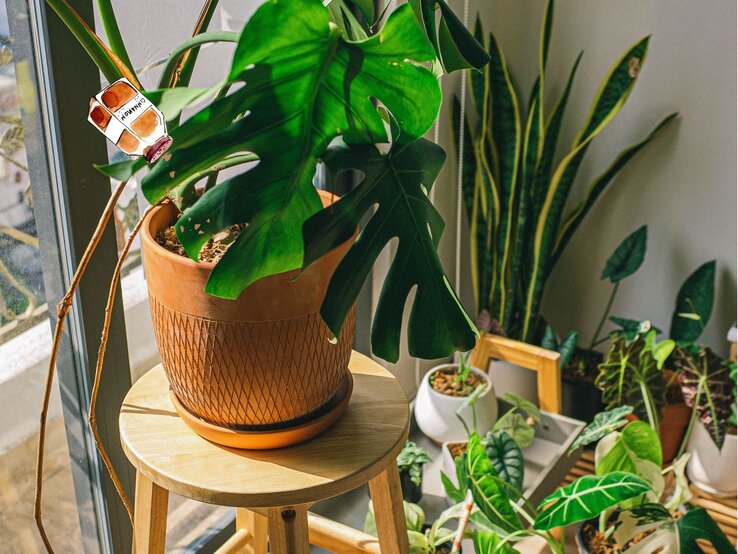 Eine große Monstera-Pflanze in einem Terrakotta-Topf auf einem Holzstuhl, umgeben von stilvoll arrangierten Zimmerpflanzen.