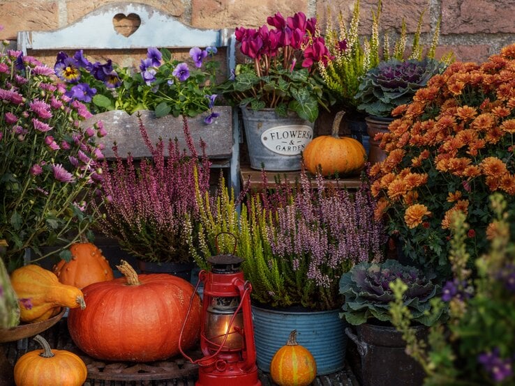 Bunter Herbstgarten mit Kürbissen, roter Laterne, Heidekraut, Chrysanthemen und Zierkohl vor einer roten Backsteinmauer.