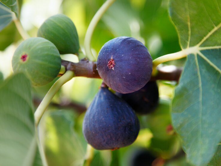 Nahaufnahme von Feigen mit violetter und grüner Haut an einem Ast, umgeben von leuchtend grünem Laub in weichem Licht.
