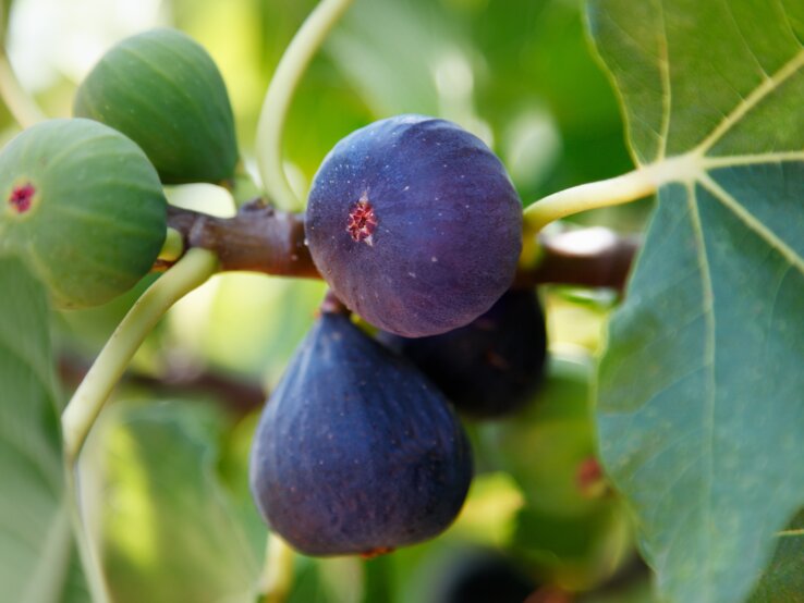 Nahaufnahme von Feigen mit violetter und grüner Haut an einem Ast, umgeben von leuchtend grünem Laub in weichem Licht.